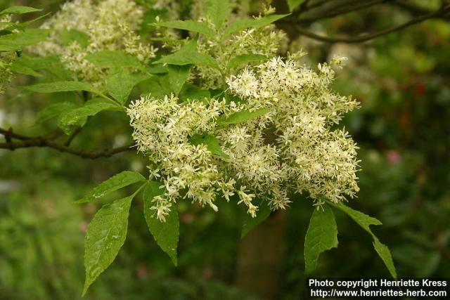 Photo: Fraxinus lanuginosa 2.