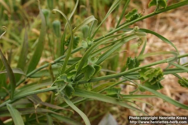 Photo: Fritillaria thunbergii.