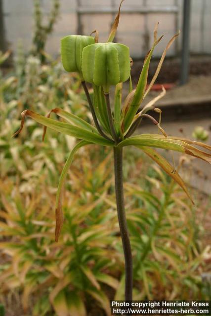 Photo: Fritillaria imperialis 2.