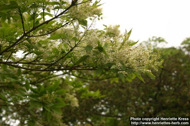 Photo: Fraxinus lanuginosa 5.