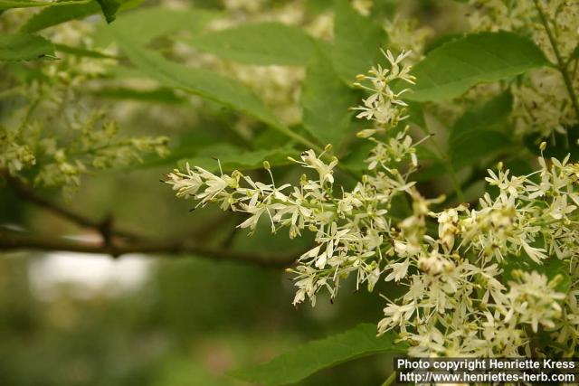 Photo: Fraxinus lanuginosa 6.