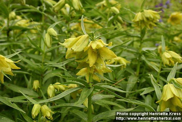 Photo: Fritillaria camschatcensis 1.