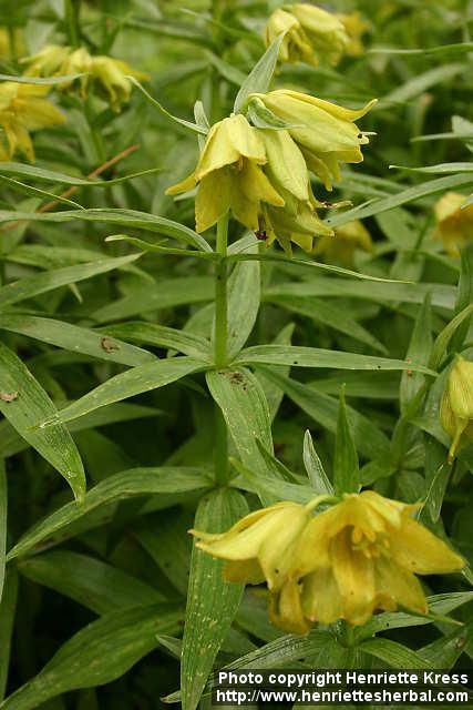 Photo: Fritillaria camschatcensis 2.