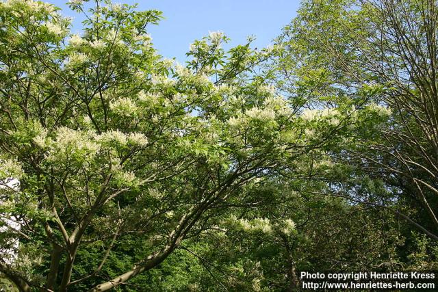 Photo: Fraxinus lanuginosa 7.