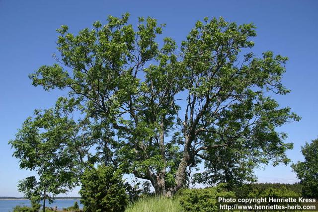 Photo: Fraxinus excelsior 18.