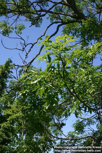 Photo: Fraxinus excelsior 19.