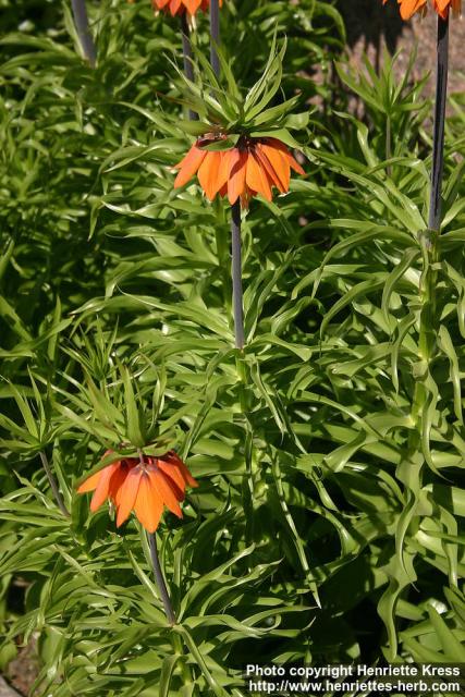 Photo: Fritillaria 1.