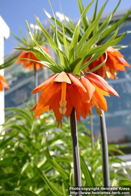 Photo: Fritillaria 2.