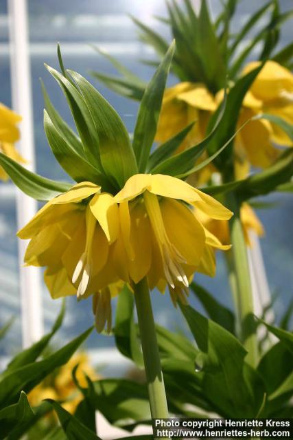 Photo: Fritillaria imperialis 9.