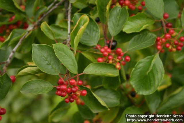 Photo: Frangula alnus 8.