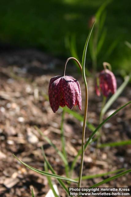 Photo: Fritillaria meleagris 8.