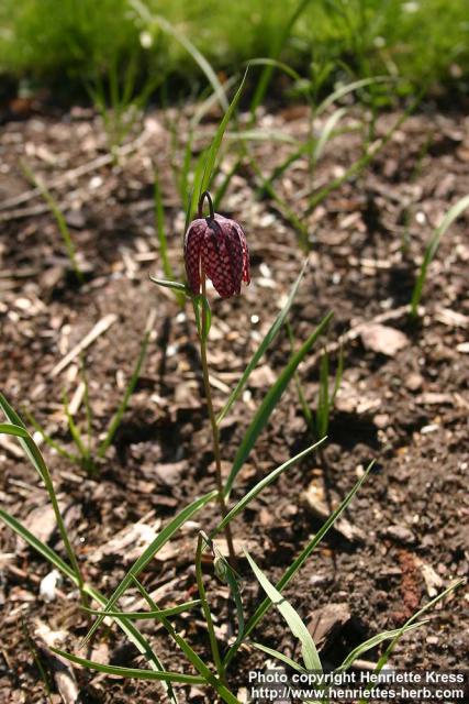 Photo: Fritillaria meleagris 9.