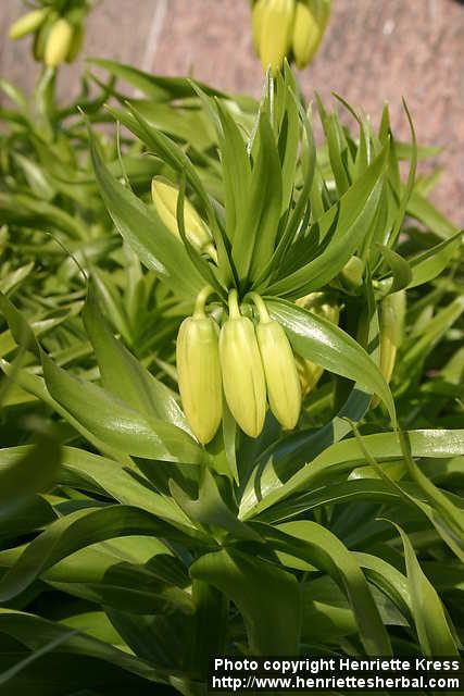 Photo: Fritillaria imperialis 11.