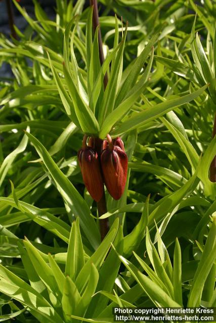 Photo: Fritillaria 4.