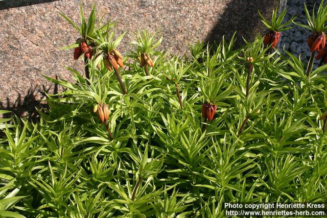 Photo: Fritillaria 5.