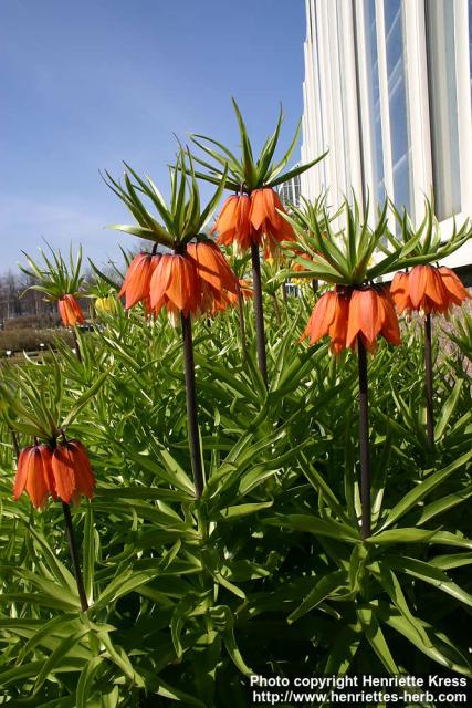 Photo: Fritillaria 6.