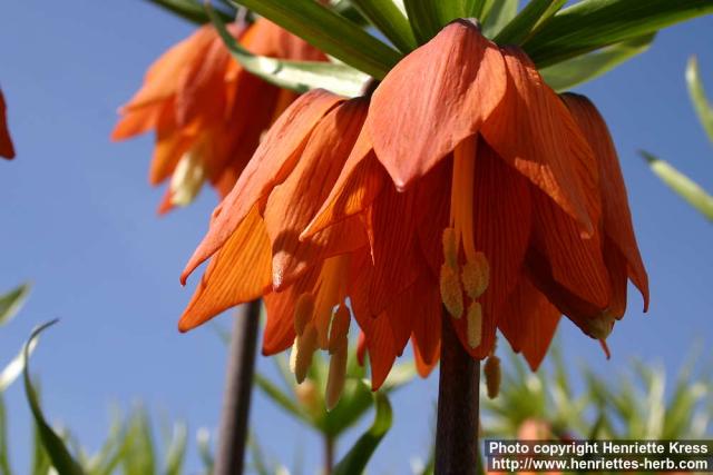 Photo: Fritillaria 8.