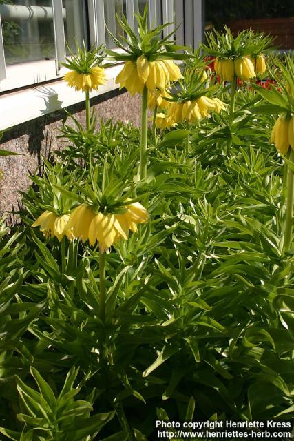 Photo: Fritillaria imperialis 15.