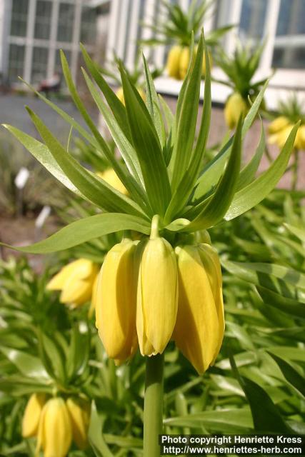 Photo: Fritillaria imperialis 17.