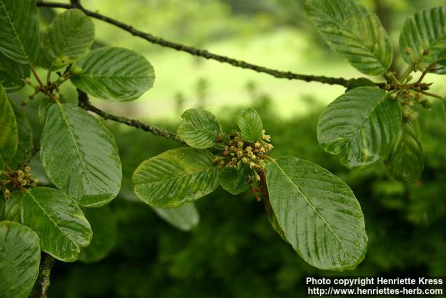 Photo: Frangula purshiana 2.