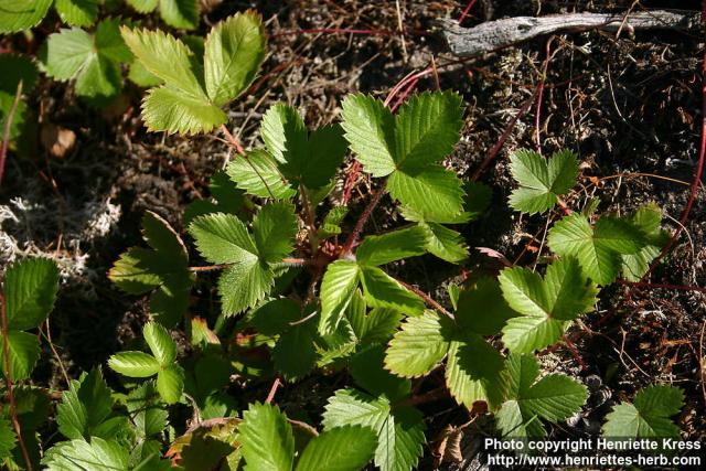 Photo: Fragaria vesca 5.