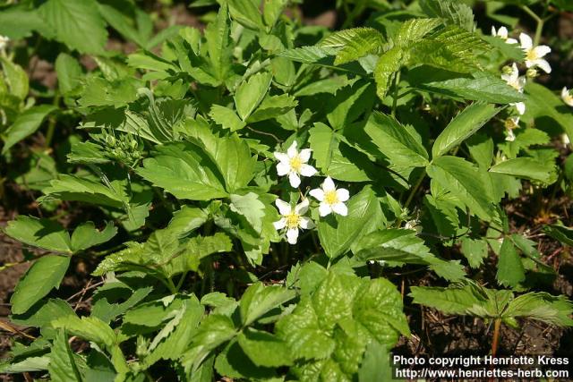 Photo: Fragaria virginiana 0.