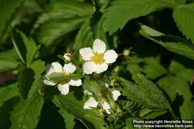 Photo: Fragaria virginiana 1.