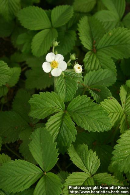 Photo: Fragaria moschata 4.