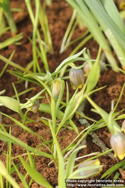 Photo: Fritillaria uva-vulpis 0.