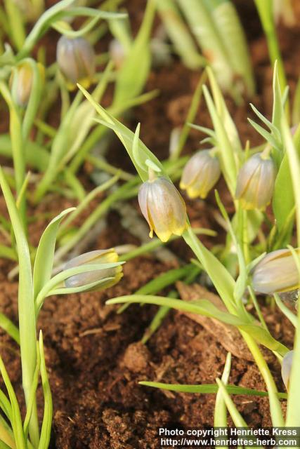 Photo: Fritillaria uva-vulpis 1.