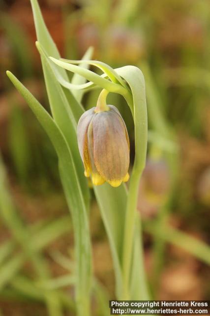 Photo: Fritillaria uva-vulpis 4.