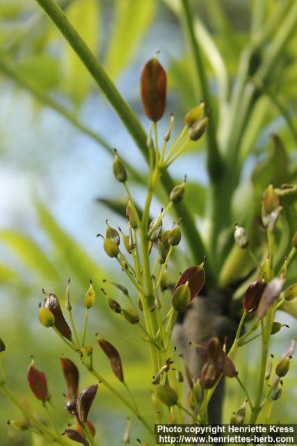 Photo: Fraxinus excelsior 20.