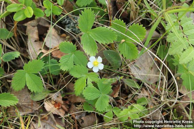 Photo: Fragaria vesca 8.