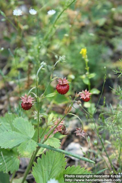 Photo: Fragaria vesca 9.