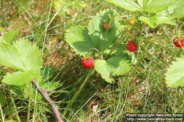 Photo: Fragaria vesca 11.