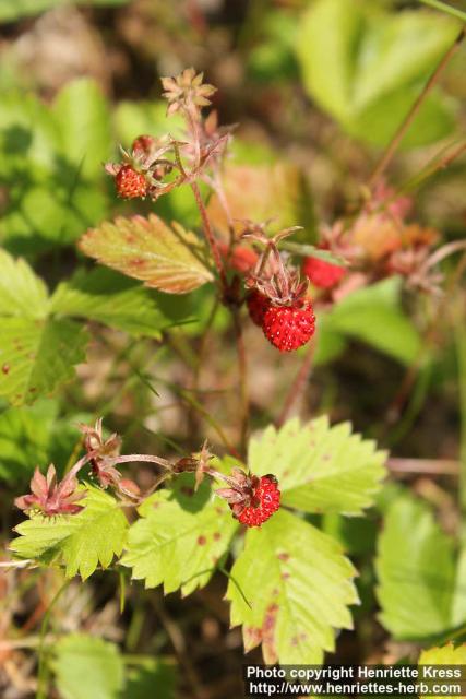 Photo: Fragaria vesca 12.