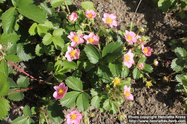 Photo: Fragaria x rosea 4.