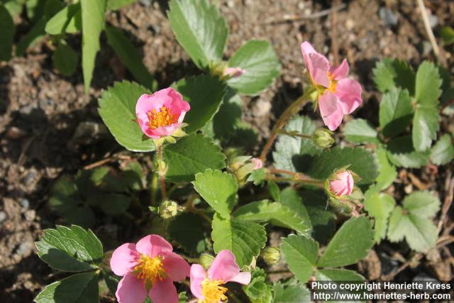 Photo: Fragaria x rosea 6.