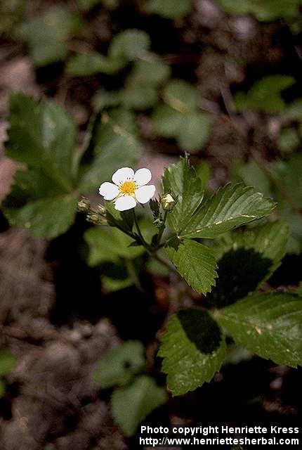 Photo: Fragaria vesca 1.