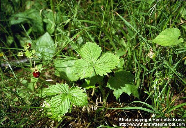 Photo: Fragaria vesca 2.