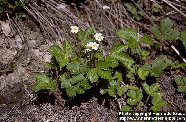 Photo: Fragaria vesca.