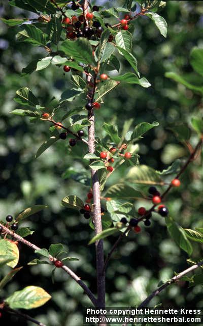 Photo: Frangula alnus 4.