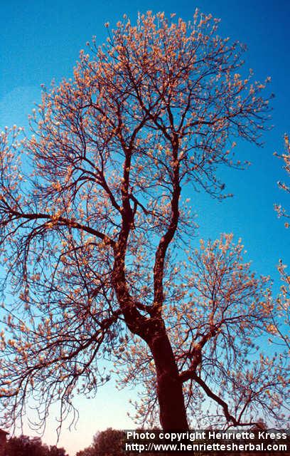 Photo: Fraxinus excelsior 10.