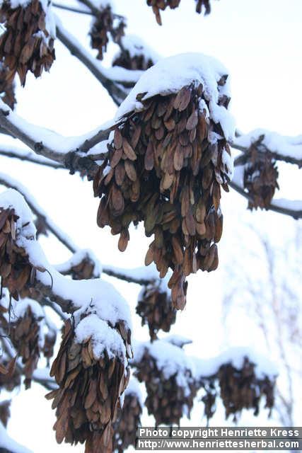 Photo: Fraxinus excelsior 17.