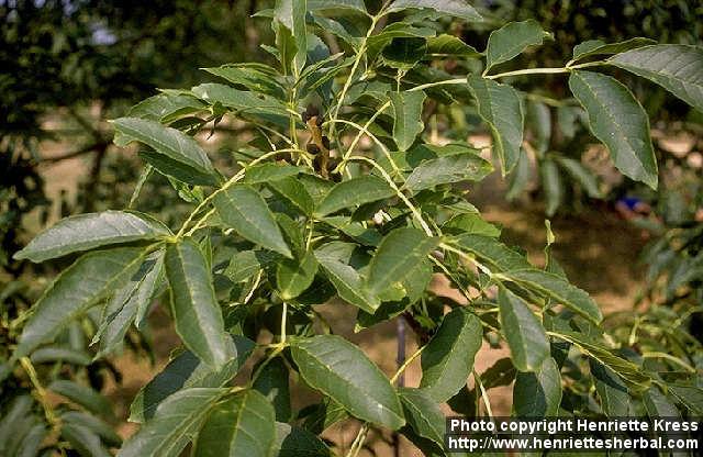 Photo: Fraxinus excelsior 2.