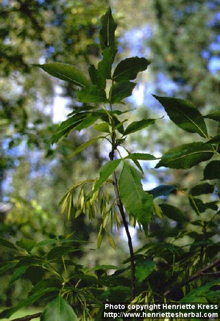 Photo: Fraxinus excelsior 3.