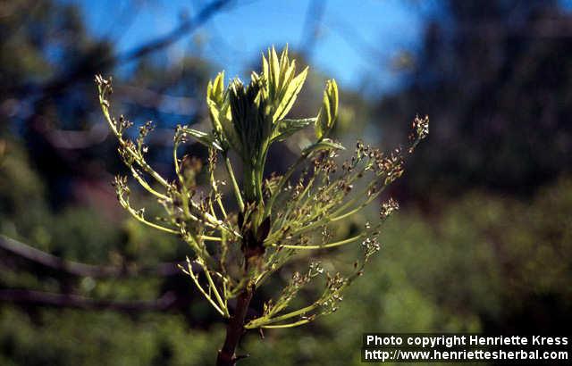 Photo: Fraxinus excelsior 8.