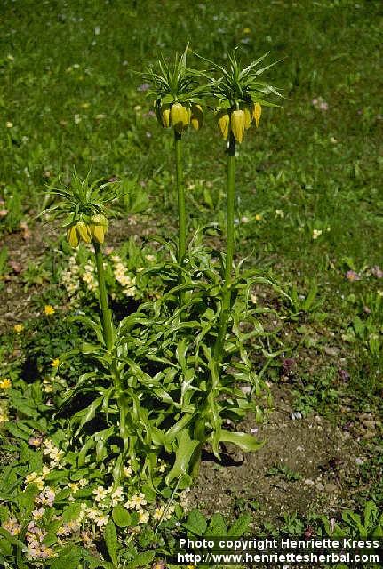 Photo: Fritillaria imperialis.