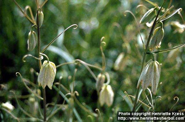 Photo: Fritillaria verticillata 1.