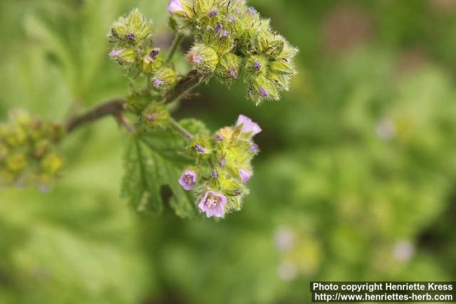 Photo: Fuertesimalva limensis 2.